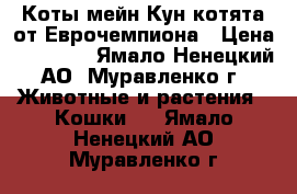 Коты мейн Кун,котята от Еврочемпиона › Цена ­ 25 000 - Ямало-Ненецкий АО, Муравленко г. Животные и растения » Кошки   . Ямало-Ненецкий АО,Муравленко г.